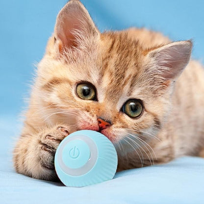 imagen gato cachorro con pelota azul