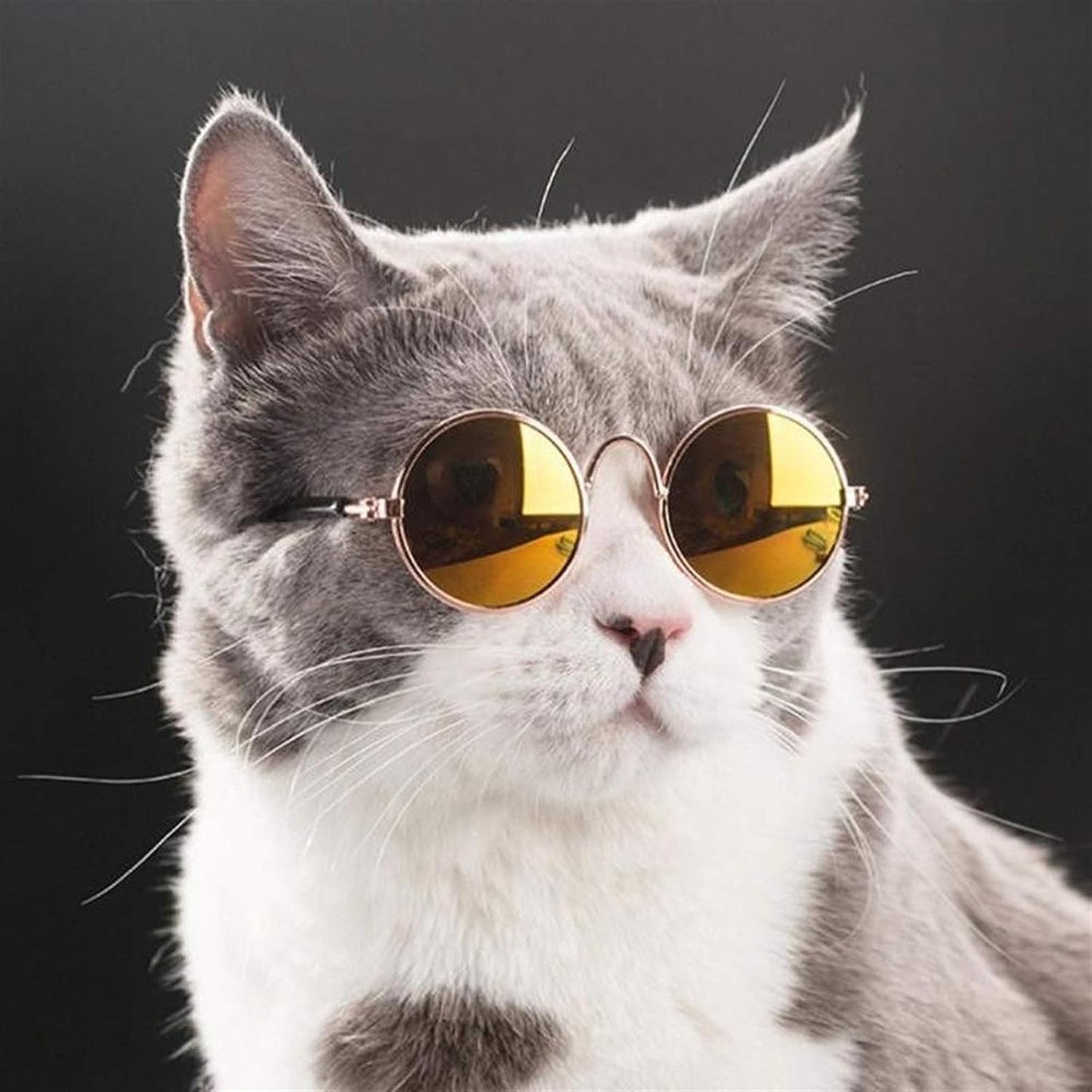 gafas para gato 