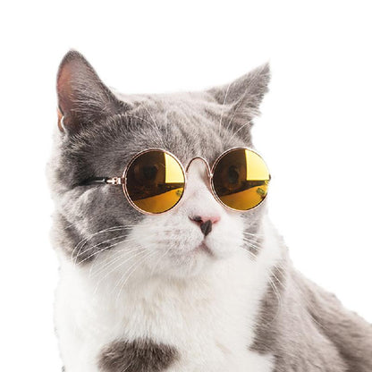 gato con estilo gafas amarillas