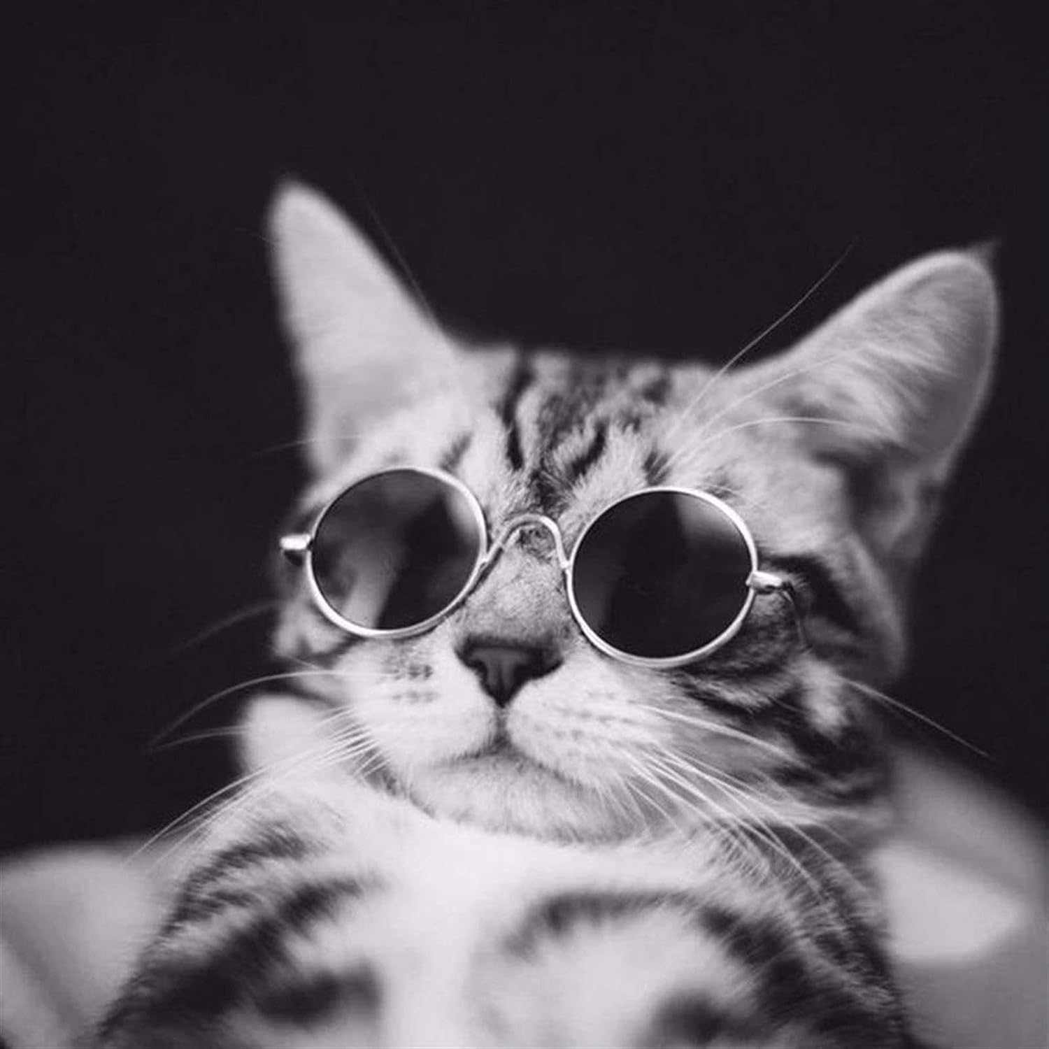 gato con estilo blanco y negro gafas para sol