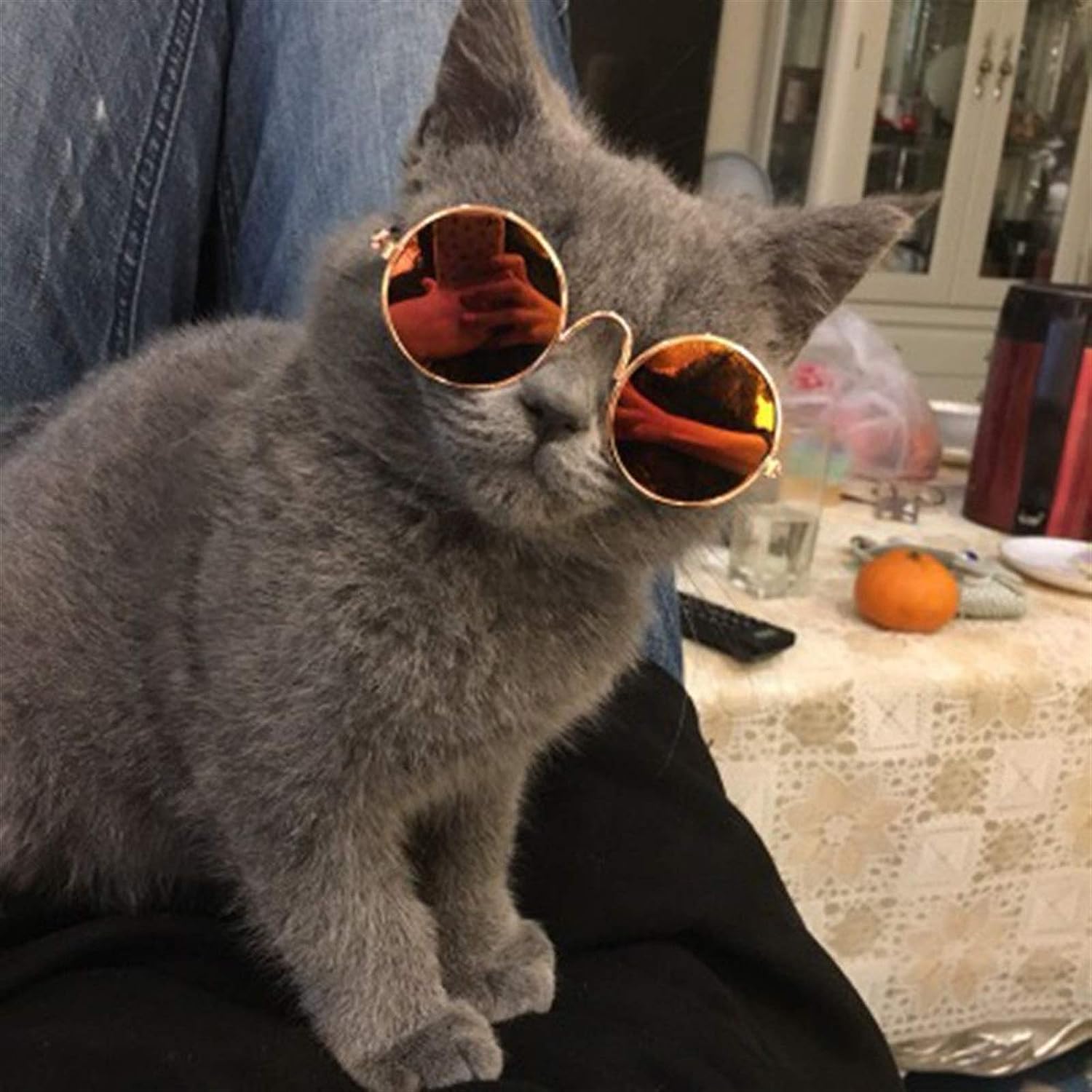 gato con estilo